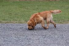 Adult Golden retriever looking for new home - Photo 3