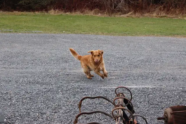 Adult Golden retriever looking for new home - Photo 4