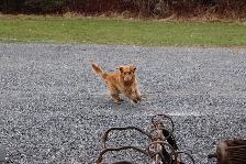 Adult Golden retriever looking for new home - Photo 4