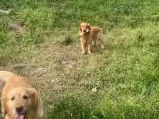 Adult Golden retriever looking for new home - Photo 5