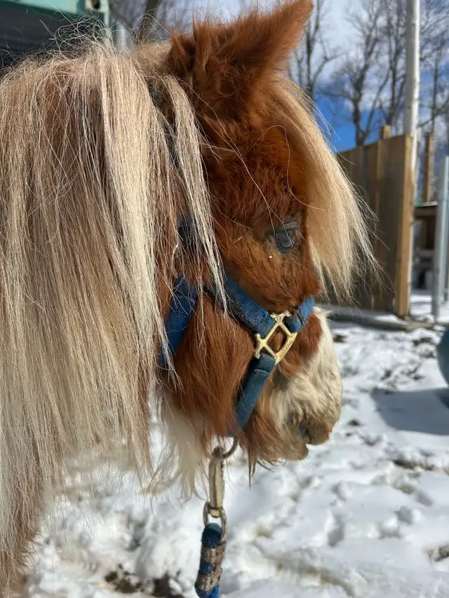 pinto pony gelding