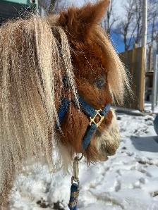 pinto pony gelding