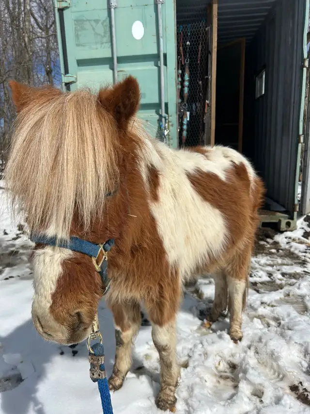 pinto pony gelding - Photo 2