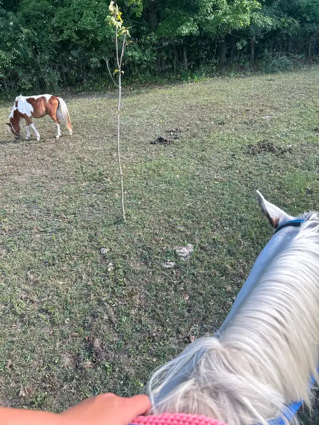 pinto pony gelding - Photo 3