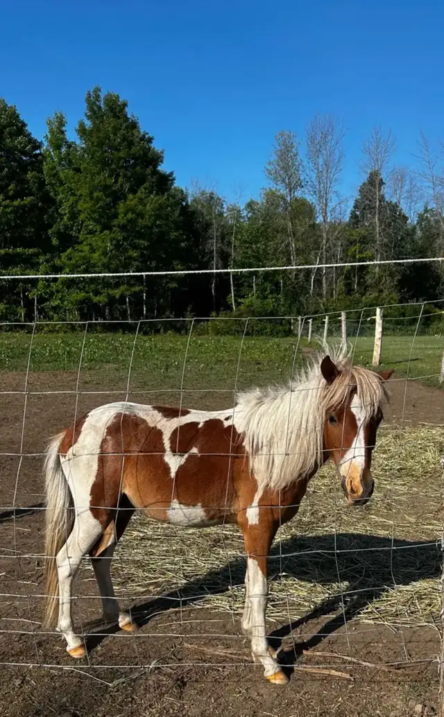 pinto pony gelding - Photo 4