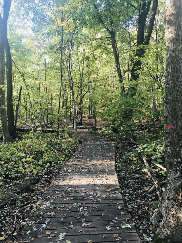 3 ½ Apartment Lease Transfer– Nun’s Island– $1267 (Below Market) - Photo 10