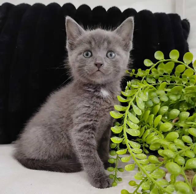 Chaton Bleu Russe hypoallergene