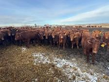 REPLACEMENT HEIFERS