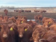 REPLACEMENT HEIFERS - Photo 2