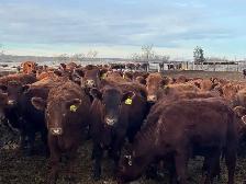 REPLACEMENT HEIFERS - Photo 3