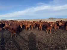 REPLACEMENT HEIFERS - Photo 4