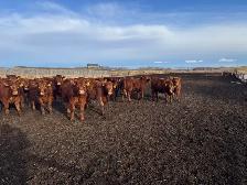 REPLACEMENT HEIFERS - Photo 5