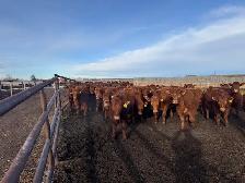 REPLACEMENT HEIFERS - Photo 6