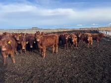 REPLACEMENT HEIFERS - Photo 7