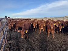 REPLACEMENT HEIFERS - Photo 8