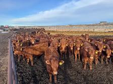 REPLACEMENT HEIFERS - Photo 9