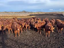 REPLACEMENT HEIFERS - Photo 10