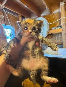 Kittens available - Photo 2