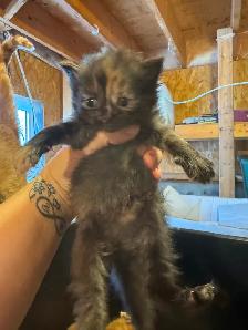 Kittens available - Photo 3