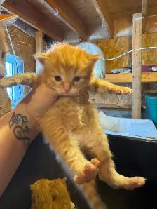Kittens available - Photo 4