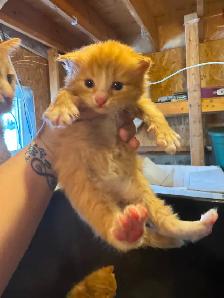 Kittens available - Photo 5