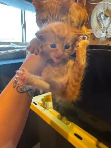 Kittens available - Photo 6