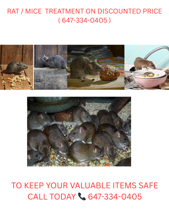 PEST CONTROL & WILDLIFE REMOVAL 647-334-0405 - Photo 3