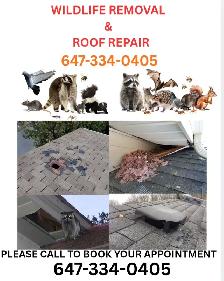 PEST CONTROL & WILDLIFE REMOVAL 647-334-0405 - Photo 4