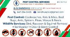 PEST CONTROL & WILDLIFE REMOVAL 647-334-0405 - Photo 5