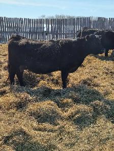 purebred angus cows