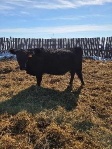 purebred angus cows - Photo 2