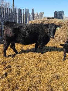 purebred angus cows - Photo 3
