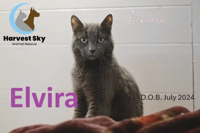 16 ADOPTABLE KITTENS & CATS - HARVEST SKY ANIMAL RESCUE