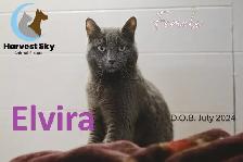 16 ADOPTABLE KITTENS & CATS - HARVEST SKY ANIMAL RESCUE