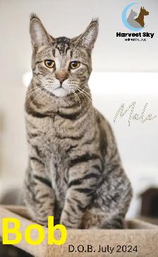 16 ADOPTABLE KITTENS & CATS - HARVEST SKY ANIMAL RESCUE - Photo 2