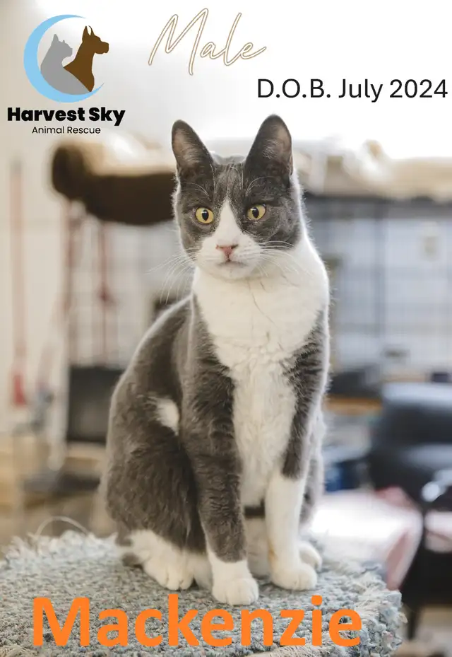 16 ADOPTABLE KITTENS & CATS - HARVEST SKY ANIMAL RESCUE - Photo 3