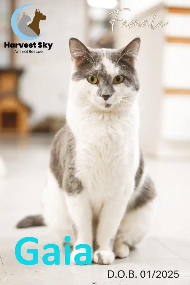 16 ADOPTABLE KITTENS & CATS - HARVEST SKY ANIMAL RESCUE - Photo 4