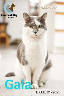 16 ADOPTABLE KITTENS & CATS - HARVEST SKY ANIMAL RESCUE - Photo 4