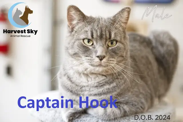 16 ADOPTABLE KITTENS & CATS - HARVEST SKY ANIMAL RESCUE - Photo 5