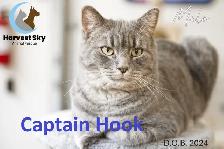 16 ADOPTABLE KITTENS & CATS - HARVEST SKY ANIMAL RESCUE - Photo 5