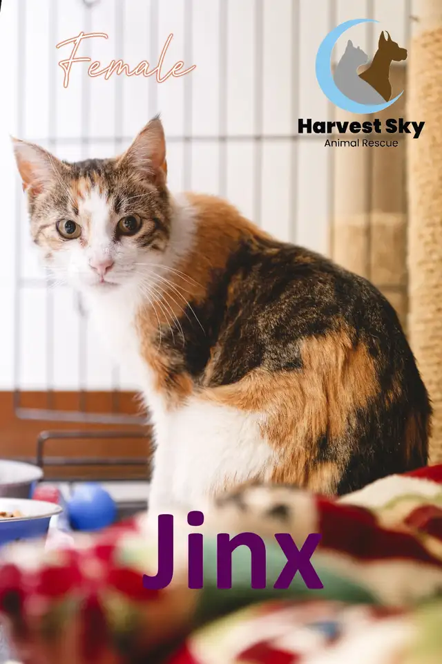 16 ADOPTABLE KITTENS & CATS - HARVEST SKY ANIMAL RESCUE - Photo 7