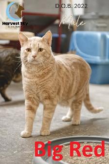 16 ADOPTABLE KITTENS & CATS - HARVEST SKY ANIMAL RESCUE - Photo 8