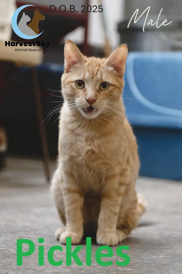 16 ADOPTABLE KITTENS & CATS - HARVEST SKY ANIMAL RESCUE - Photo 9