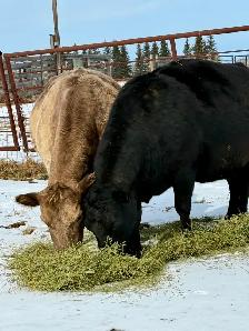 Black Angus X Bred Cows – Due Mid-April