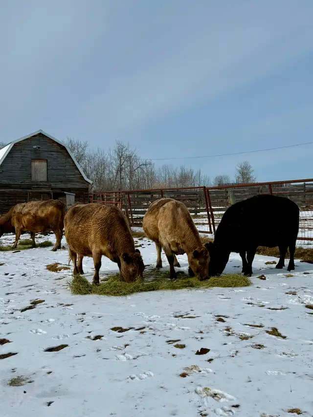 Black Angus X Bred Cows – Due Mid-April - Photo 2