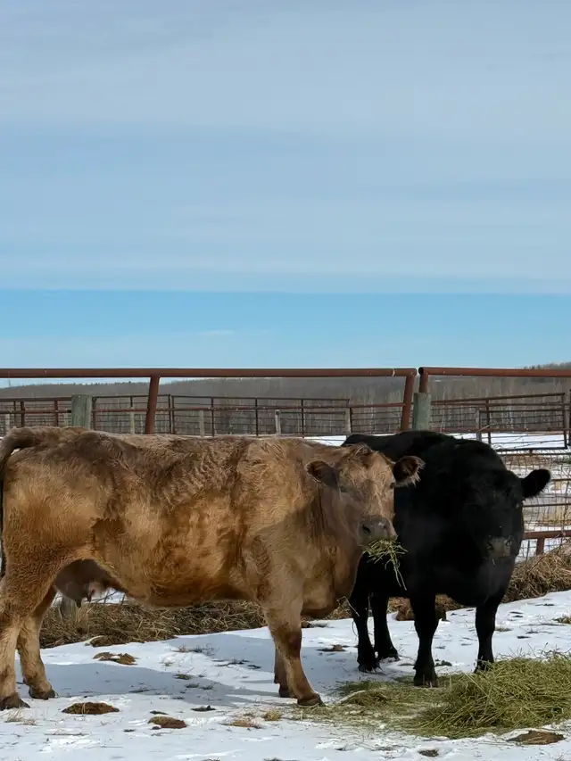 Black Angus X Bred Cows – Due Mid-April - Photo 3
