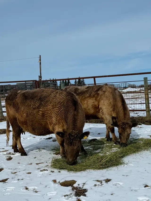 Black Angus X Bred Cows – Due Mid-April - Photo 4