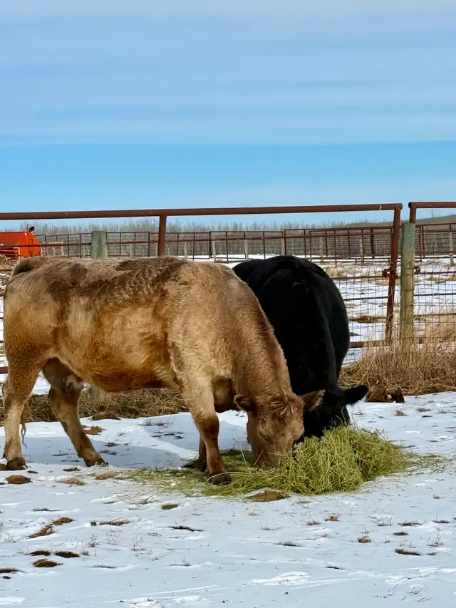 Black Angus X Bred Cows – Due Mid-April - Photo 5
