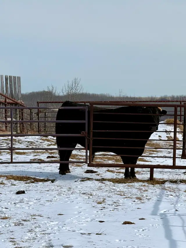 Black Angus X Bred Cows – Due Mid-April - Photo 6