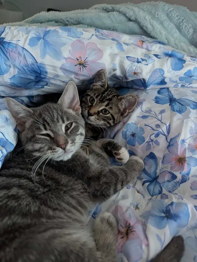 Two Kittens male and female